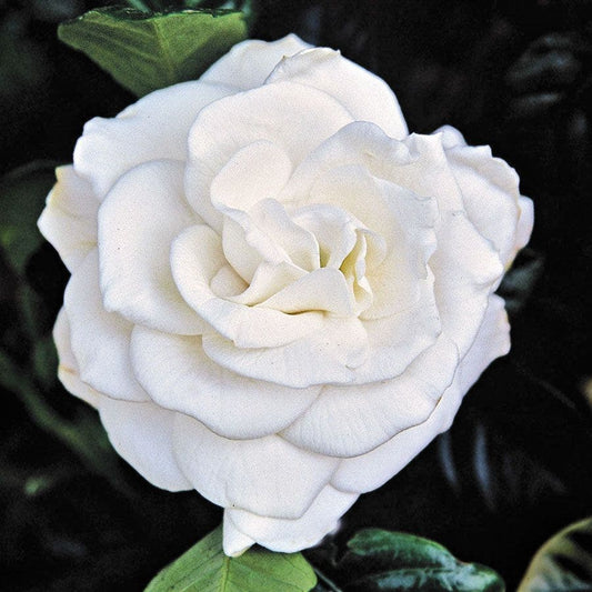 Gardenia 'Chuck Hayes'