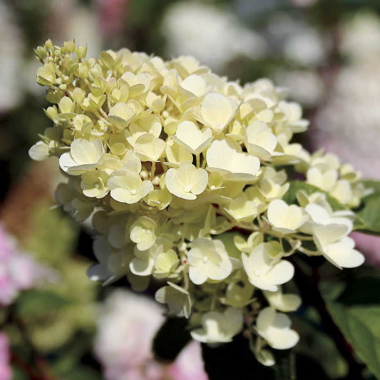 Hydrangea Strawberry Sundae®