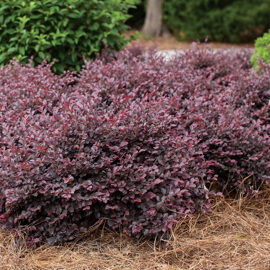 Loropetalum Crimson Fire™