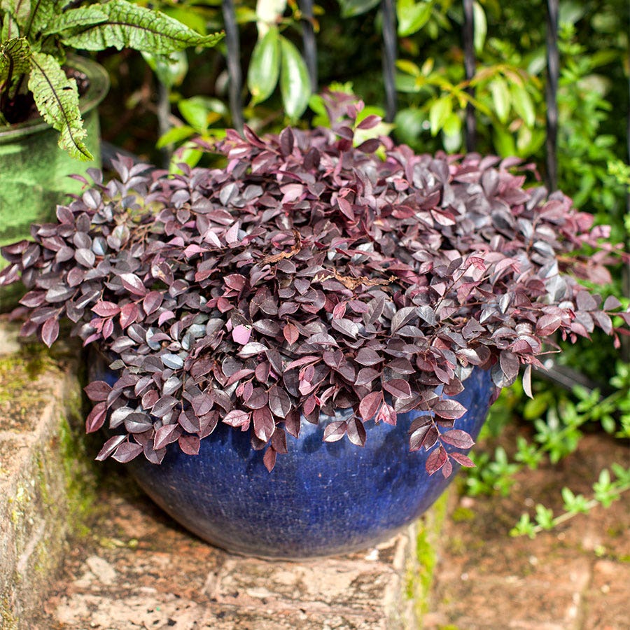 Loropetalum Crimson Fire™