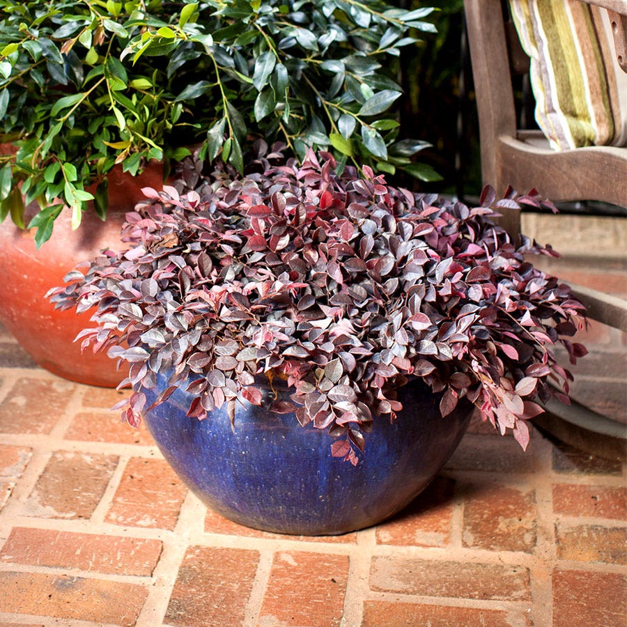Loropetalum Crimson Fire™