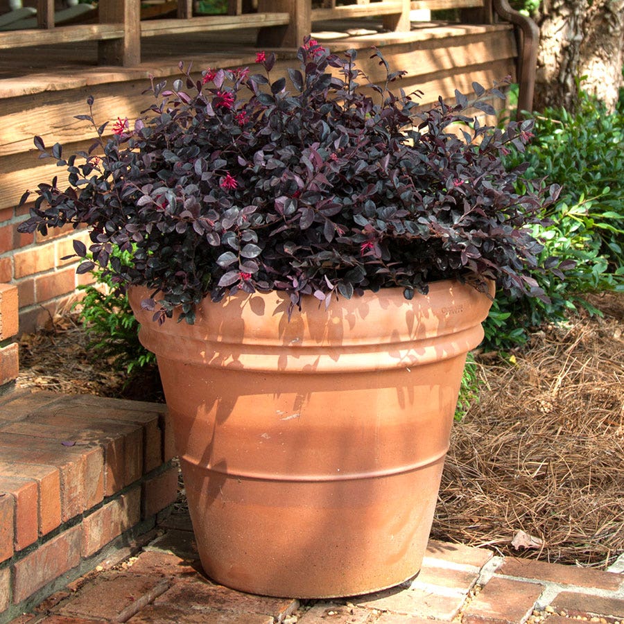 Loropetalum Crimson Fire™