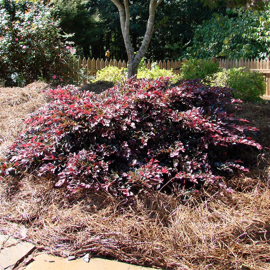 Loropetalum Crimson Fire™