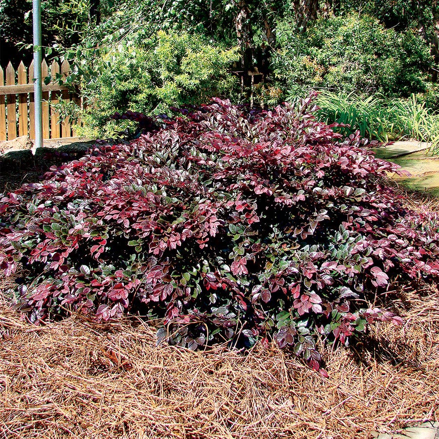 Loropetalum Crimson Fire™