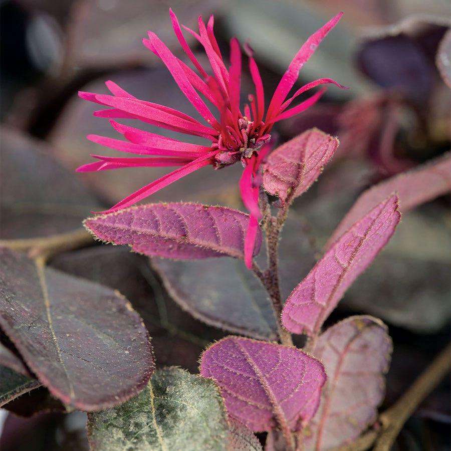 Loropetalum Crimson Fire™