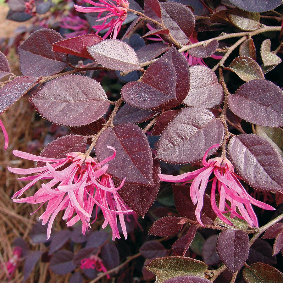 Loropetalum Crimson Fire™