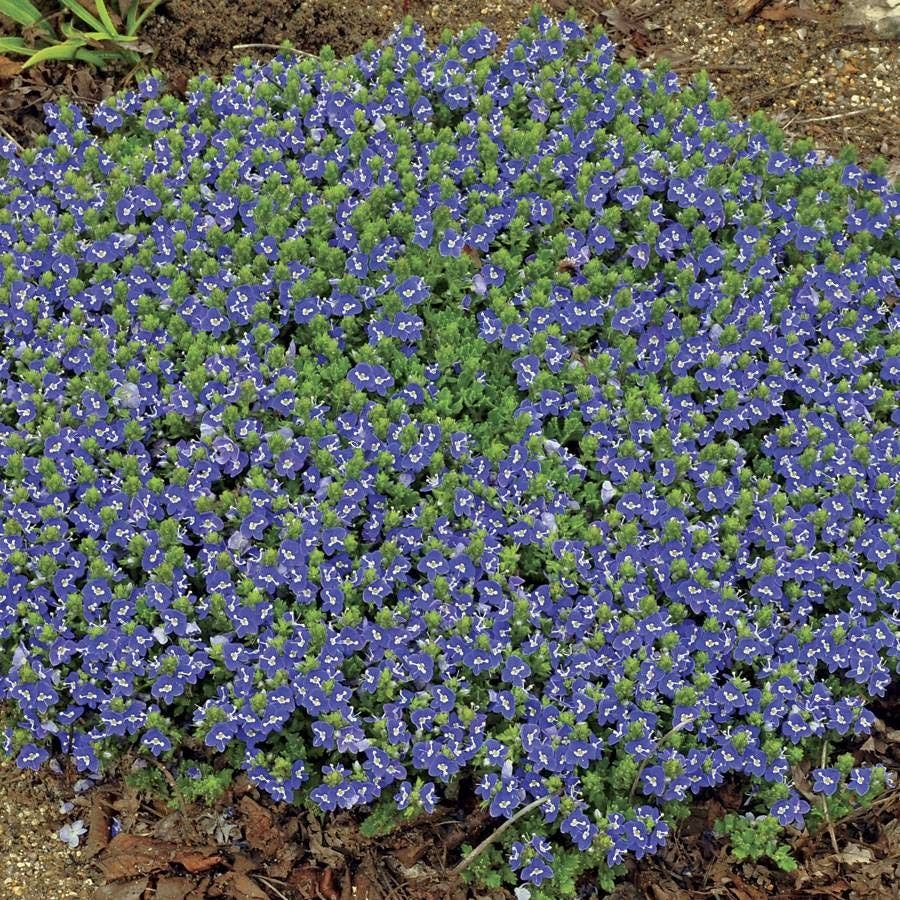 Veronica 'Tidal Pool'