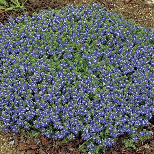 Veronica 'Tidal Pool'