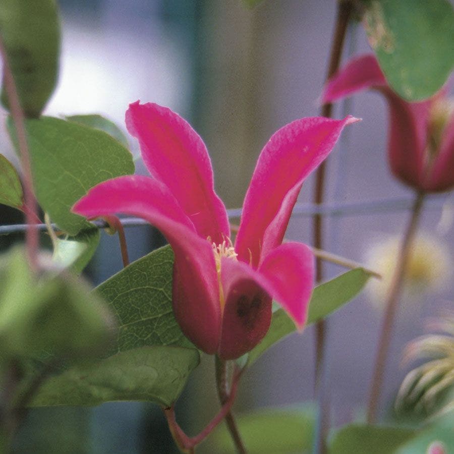 Clematis 'Princess Diana'