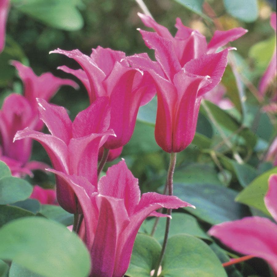 Clematis 'Princess Diana'