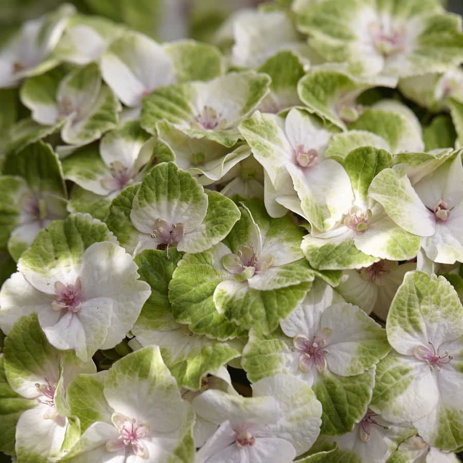 Hydrangea Everlasting® Noblesse