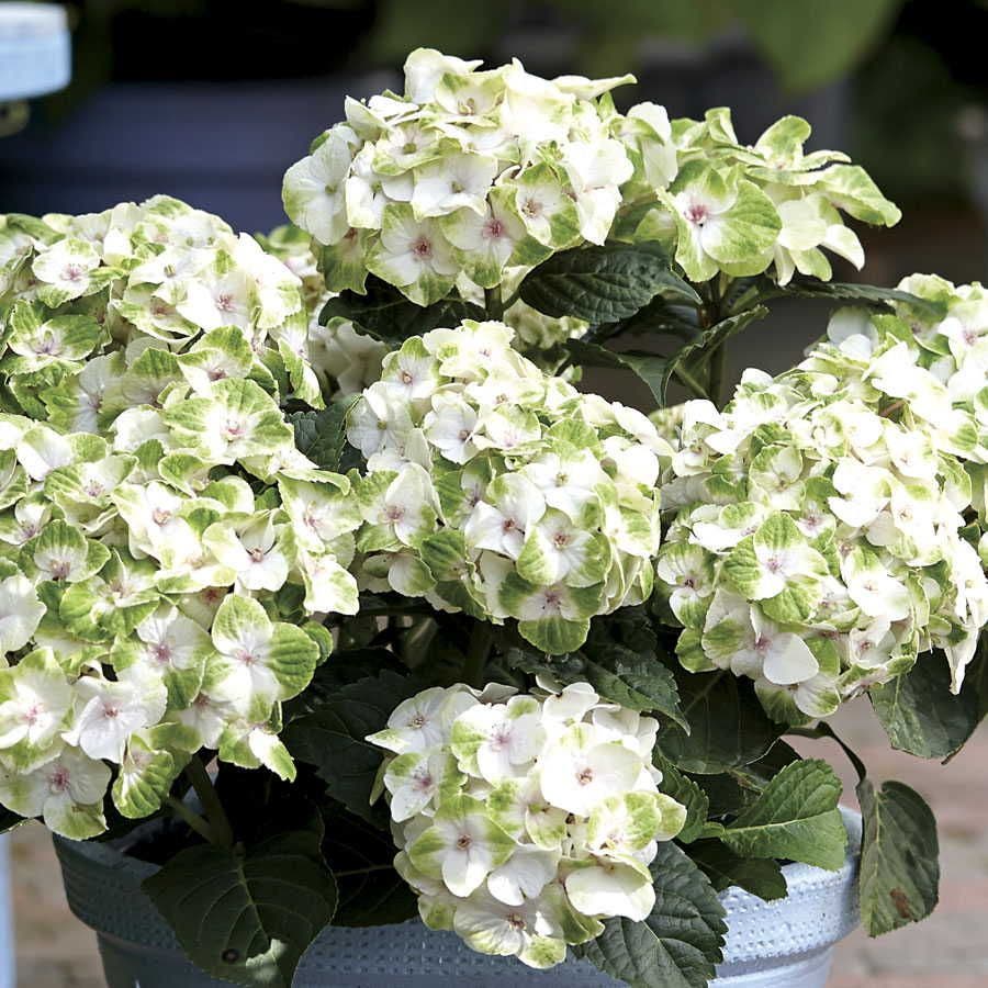 Hydrangea Everlasting® Noblesse