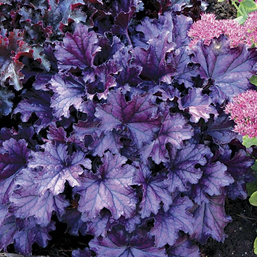 Heuchera Forever® Purple Coral Bells