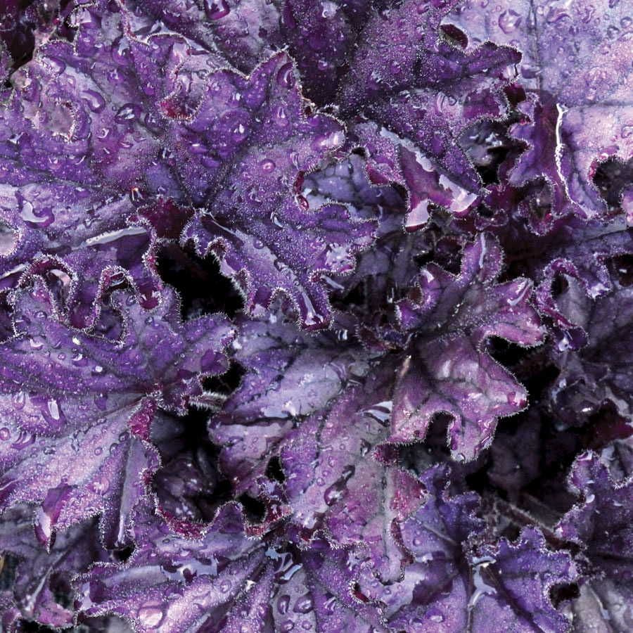 Heuchera Forever® Purple Coral Bells