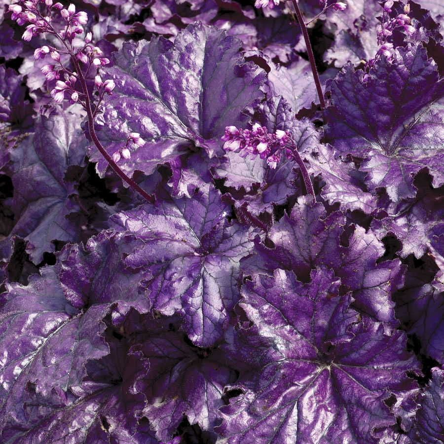 Heuchera Forever® Purple Coral Bells