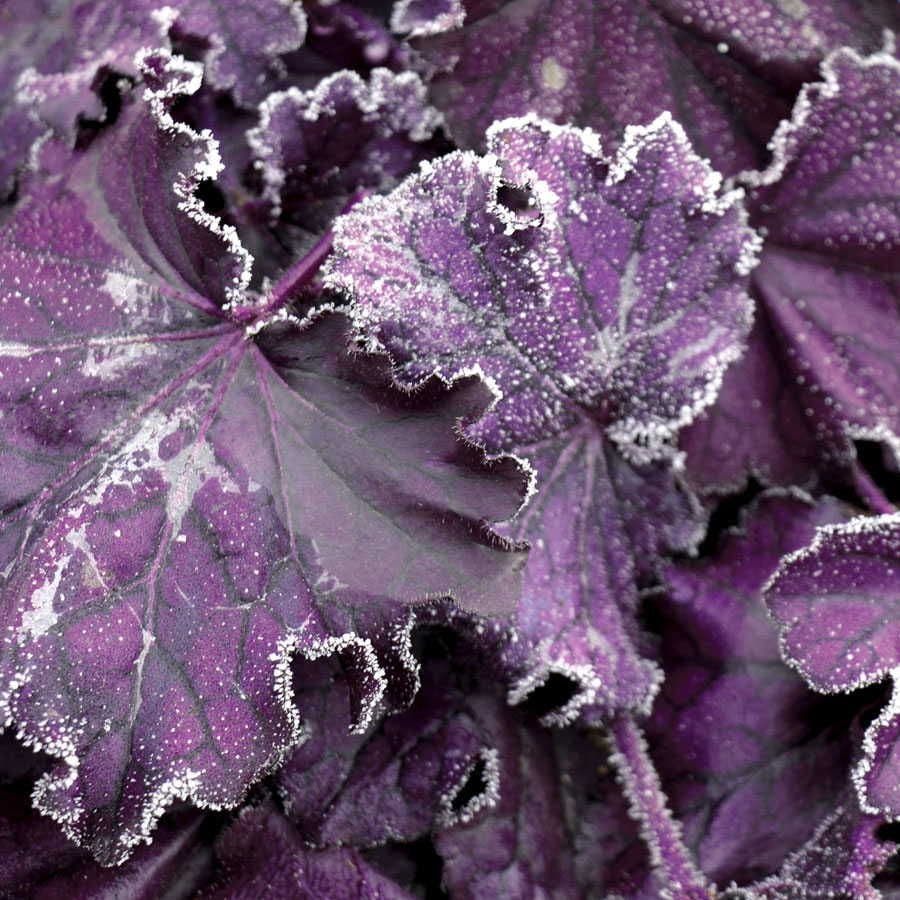 Heuchera Forever® Purple Coral Bells
