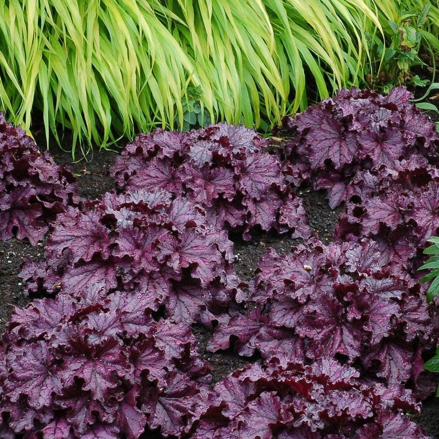 Heuchera Forever® Purple Coral Bells