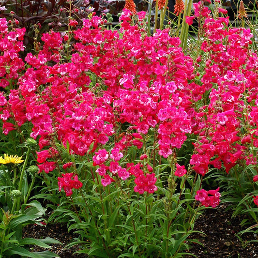 Penstemon Cha Cha™ 'Hot Pink' Beardtongue