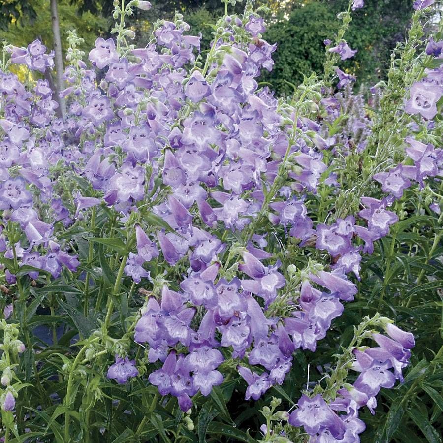 Penstemon Cha Cha™ 'Lavender'