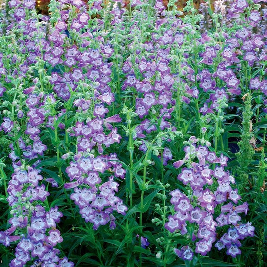 Penstemon Cha Cha™ 'Lavender'