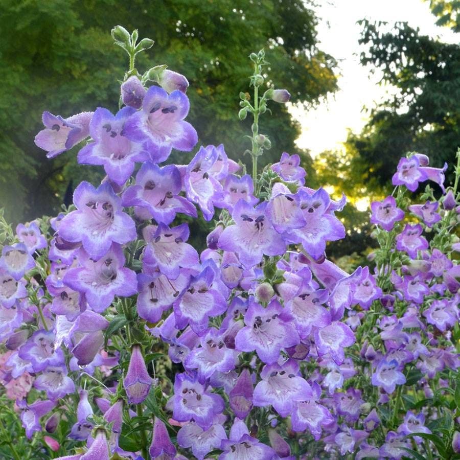 Penstemon Cha Cha™ 'Lavender'