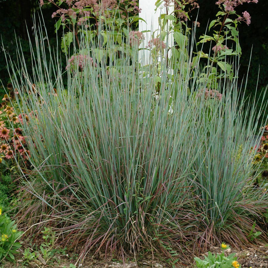 Standing Ovation Bluestem