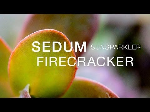 Sedum SunSparkler® 'Firecracker' Stonecrop