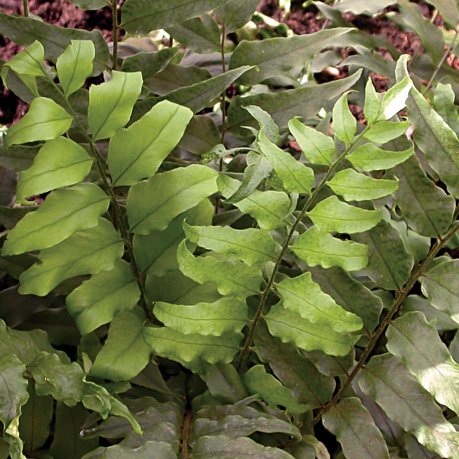 Cyrtomium fortunei