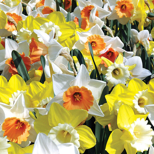 Citrus Splash Mix Daffodil Bulbs