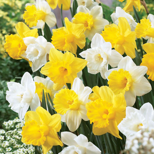 Welcoming Trumpets Mix Daffodil Bulbs
