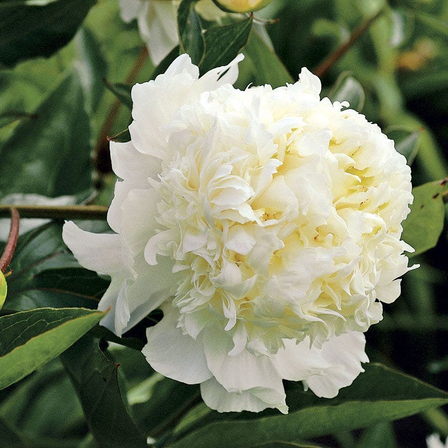 Paeonia 'Charlie's White'