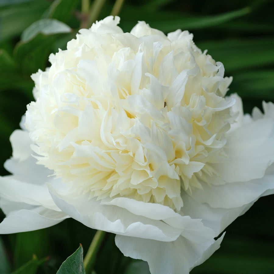 Paeonia 'Charlie's White'