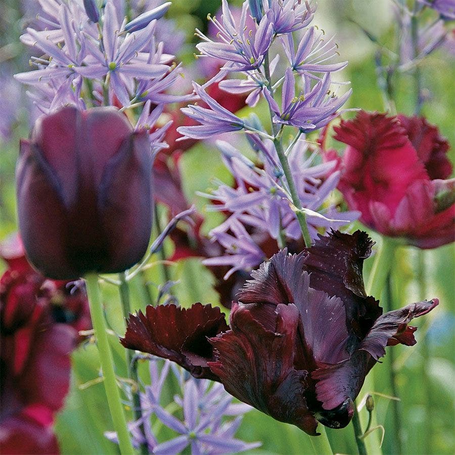 Tulip Queens Garden Mix