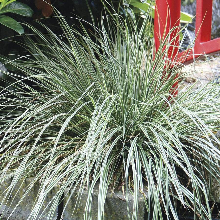 Carex Evercolor Everest Sedge | 1-Quart | Wayside Gardens Carex Evercolor Everest Sedge | 1-Quart | Wayside Gardens