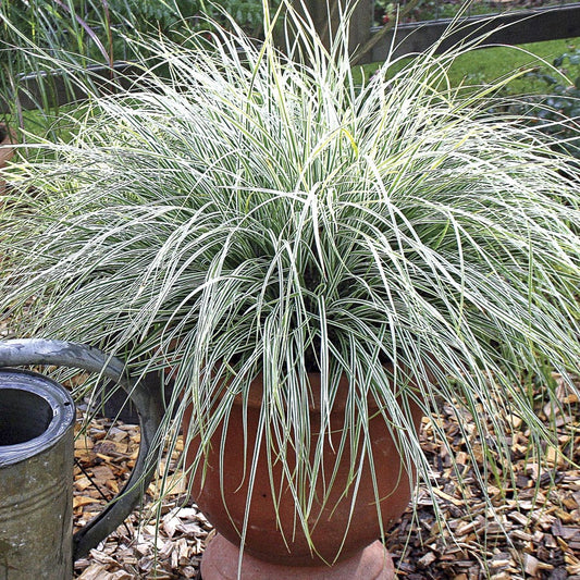 Carex EverColor® Everest Sedge