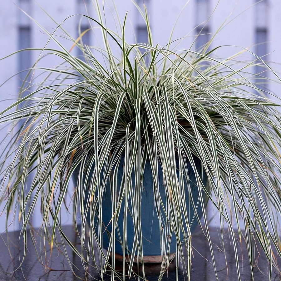Carex EverColor® Everest Sedge
