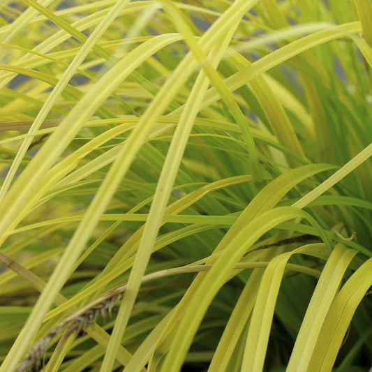 Carex EverColor® 'Everillo' Sedge