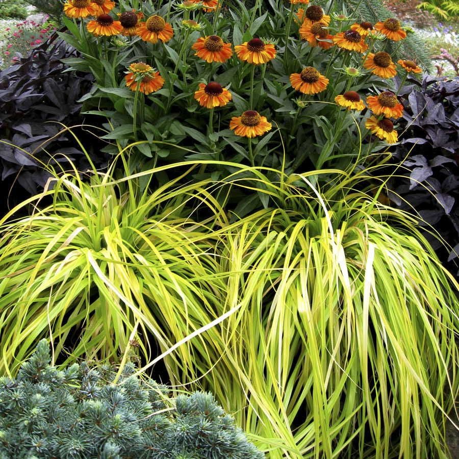 Carex EverColor® 'Everillo' Sedge