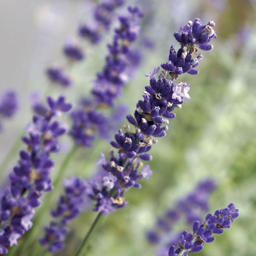 big lavender plants Lavandula Big Time Blue | 1-Quart | Blue/Purple
