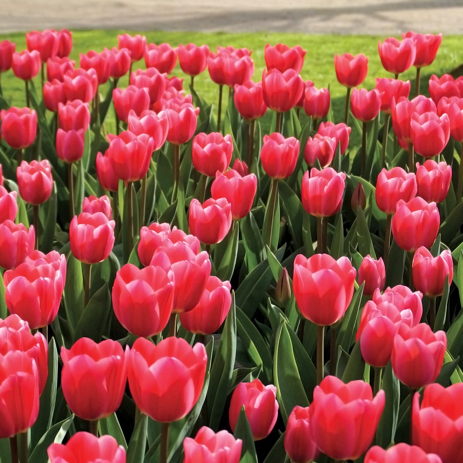 'Rosy Delight' Tulip Bulbs