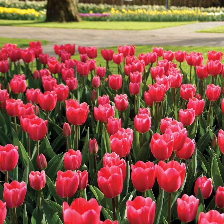'Rosy Delight' Tulip Bulbs