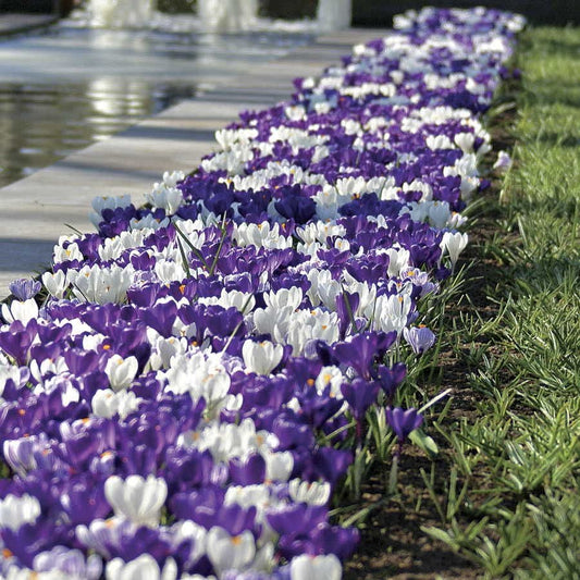 Crocus 'Purple Fiction' Bulbs