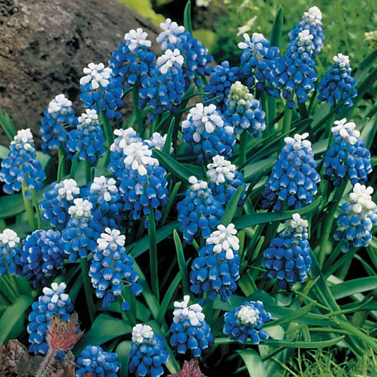 'Mount Hood' Grape Hyacinth Bulbs