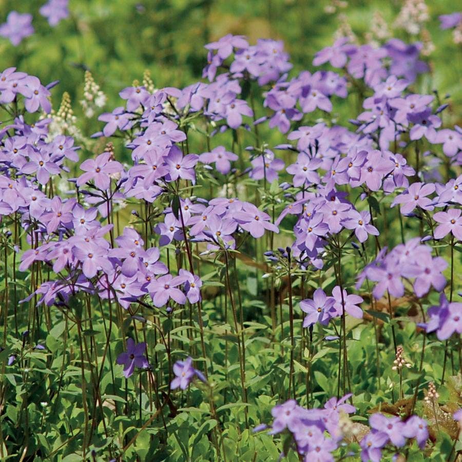 Phlox 'Blue Moon'