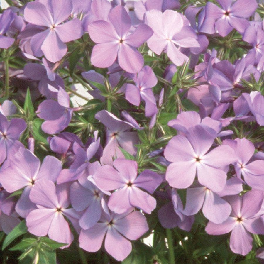 Phlox 'Blue Moon'