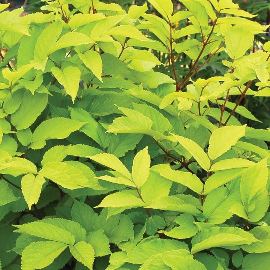 Aralia 'Sun King'