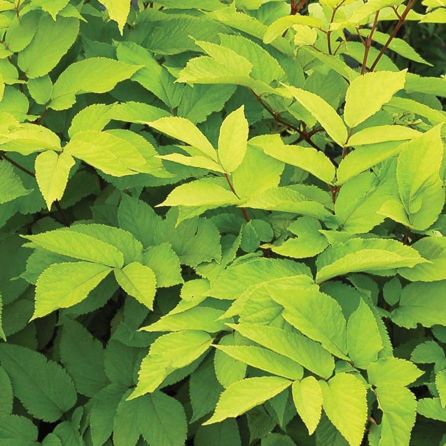 Aralia 'Sun King'