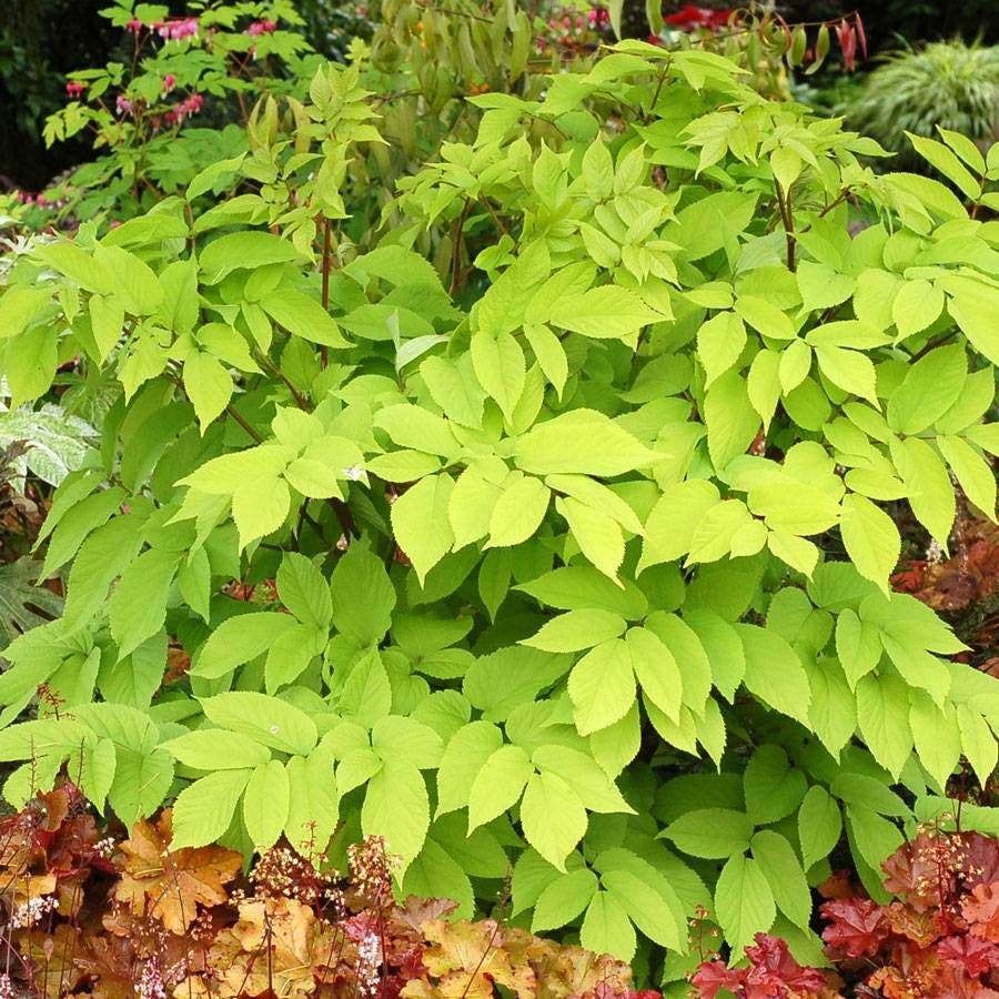 Aralia 'Sun King'