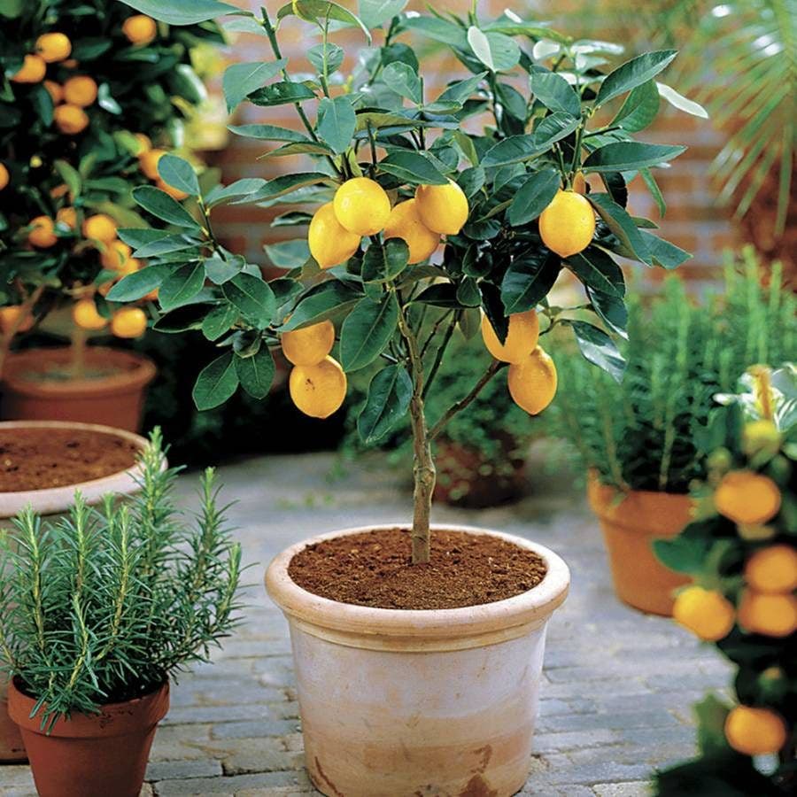 pot size for lemon plant Citrus 'Meyer' Lemon Tree – Wayside Gardens