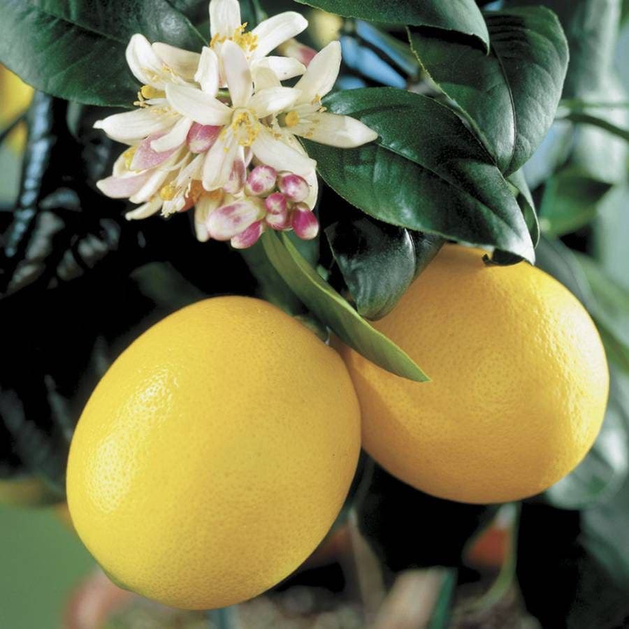 Citrus 'Meyer' Lemon Tree